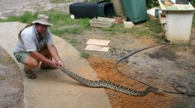 Man holds onto snake tail in backyard 