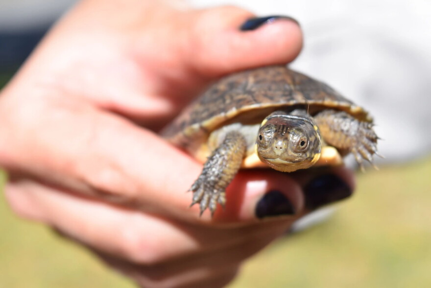 Blanding's turtles like this one are easy prey for predators as small as chipmunks. Massachusetts school kids are raising them in classrooms for a year to get them bigger and more resilient.