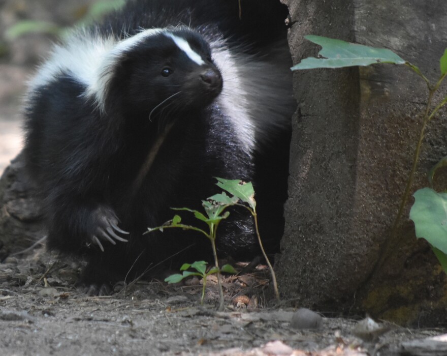 Amazing cute black and white skunk in nature.