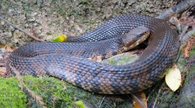 Eastern cottonmouth (Agkistrodon piscivorus piscivorus)  Beidler Forest Audubon Center & Sanctuary, Harleyville, SC