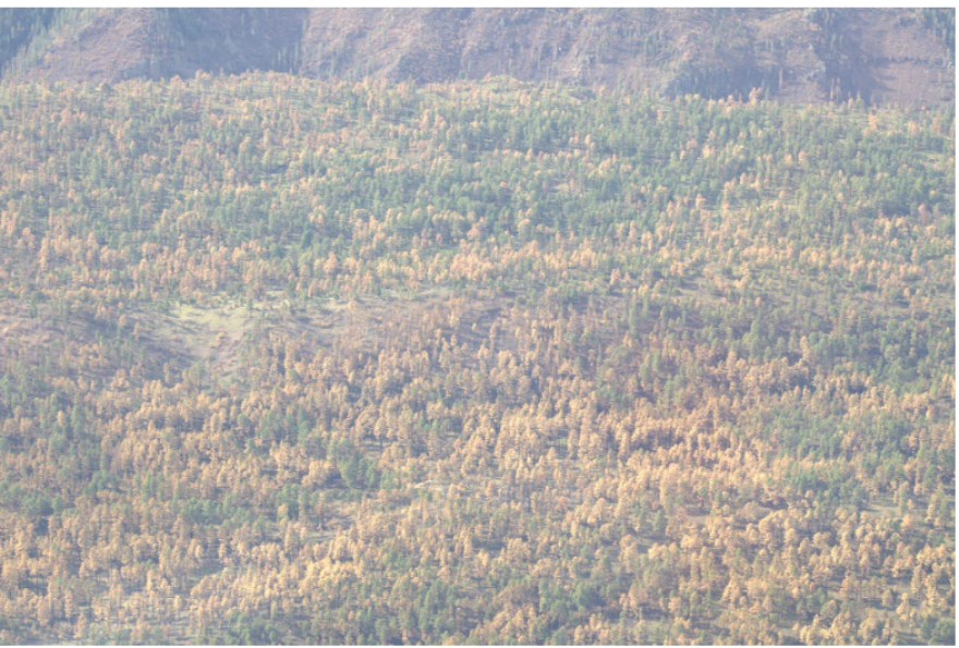 Bark beetles killed more than 123,000 acres of ponderosa pines in the Gila National Forest, pictured above, in 2025, according to a New Mexico State Forestry Division report, contributing to a statewide tripling of tree mortality over 2024. (Courtesy NM State Forestry)