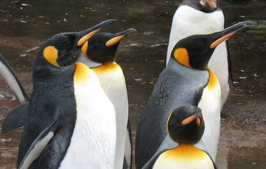 Penguins at the Edinburgh Zoo