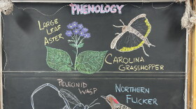 Chalk illustrations show a large-leaf aster, Carolina grasshopper, Northern Flicker, and pelecinid wasp.