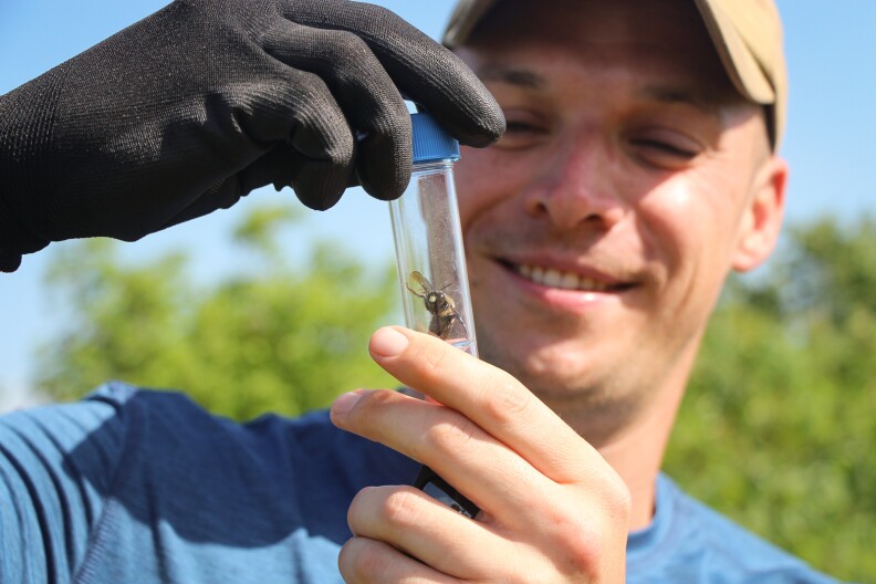 Mike Jungen takes a good look at a bee he caught in Wichita to help scientists record species sightings.
