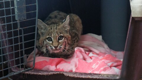 a ZooMontana bobcat kitten