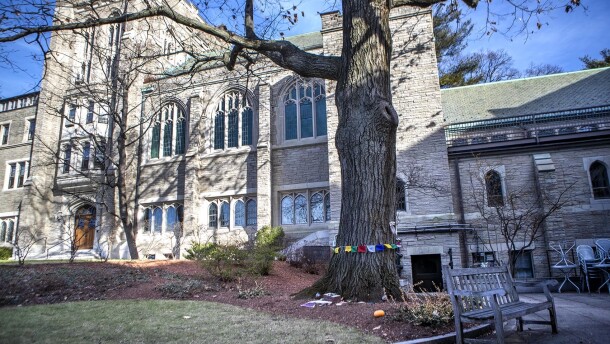 The large red oak tree at the center of a debate at the Harvard Divinity School. The tree is slated for removal to make room to renovate and expand Andover Hall. (Jesse Costa/WBUR)