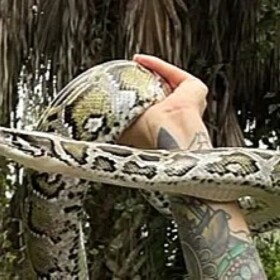 Taylor Stanberry bagged 60 pythons in 2025 to win the annual Florida Python Challenge in the Everglades.