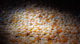 AquaBounty's first genetically engineered salmon eggs that arrived at the end of May 2019 and are about to be harvested.