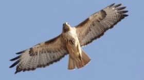 Red-tailed hawk