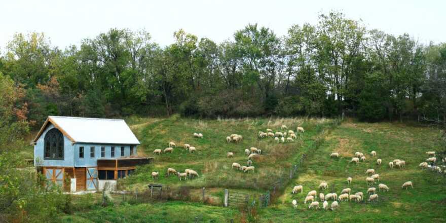 A farm filled with sheep
