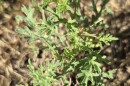 Tiny ragweed, like this tiny one in West Bexar County, can grow 3 to 10 feet tall and spew a lot of pollen into the air.