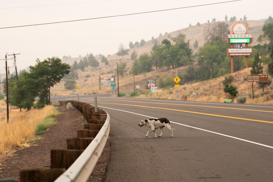 A dog crosses U.S. Highway 26 in Warm Springs, Ore., during the Bench Fire on July 30, 2026.