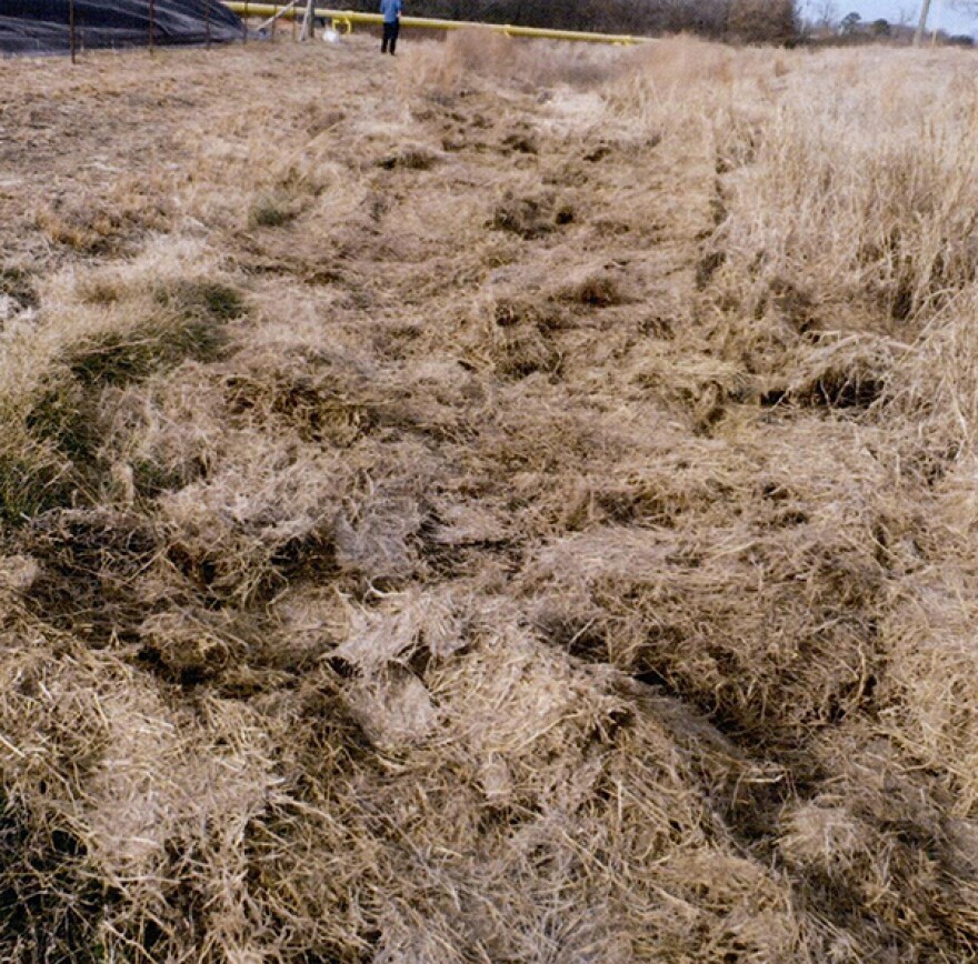 In February, inspectors found hay covering about 4 inches of foam on the ground at the facility. No spill had been reported. (Photo credit: NCDEQ)