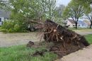 A downed tree on South Herman Street in Bay View on April 27, 2026 following high winds.