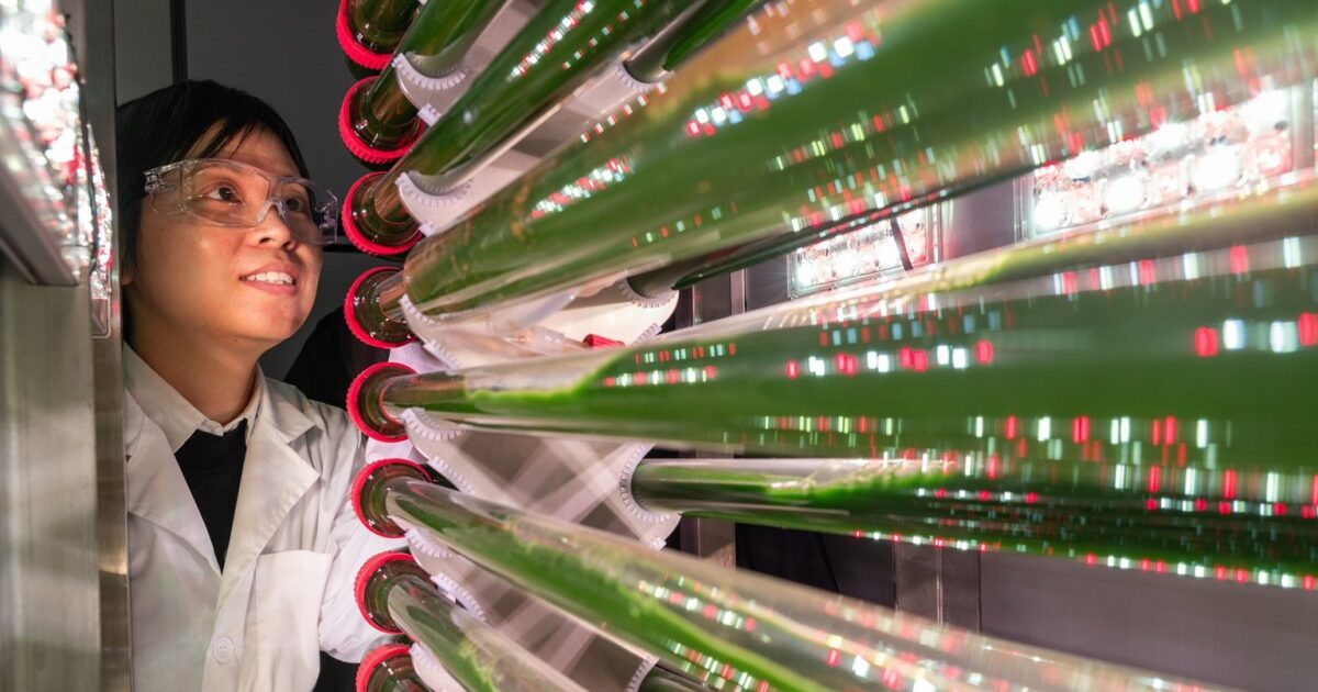 Algae is a 'little vacuum' for microplastics. Midwest scientists think it could clean up the problem