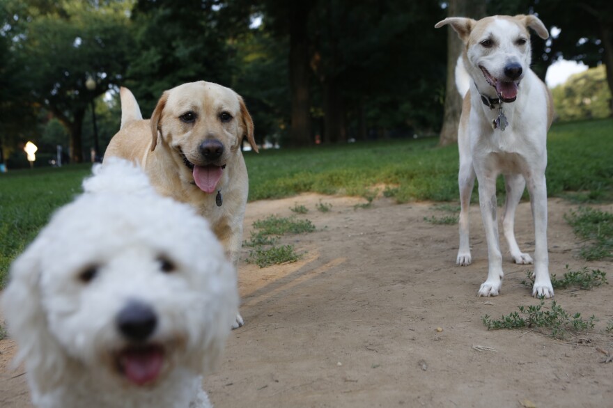 America is a melting pot for dogs just as it is for their human pals. From left, Lola, a schnoodle (schnauzer/poodle combo); Teddy, a retriever; and Cinderella, a mutt from the Bahamas, hang out in Washington, D.C., on Tuesday.