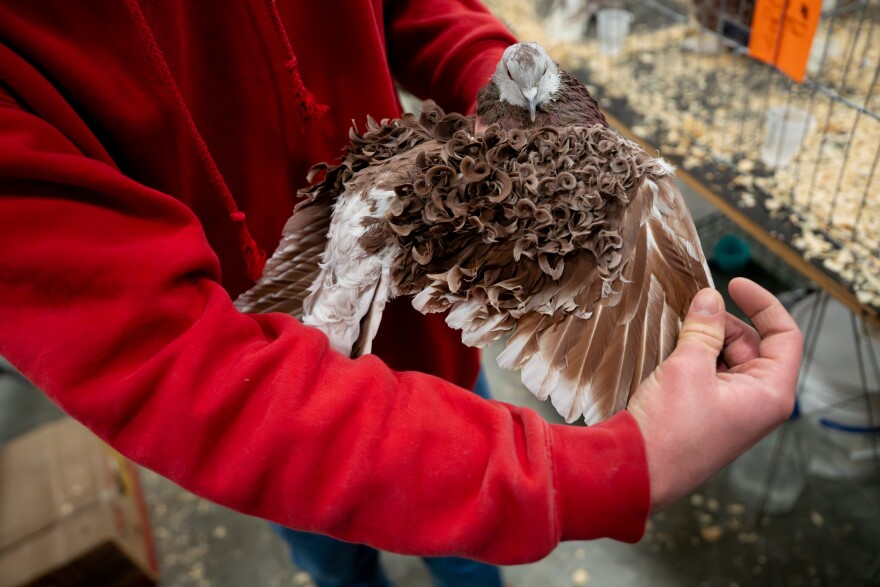 Teddy Brinkmann, of Washington, Mo., shows off his Frillback pigeon’s unique feathers during the Spirit of St. Louis Winter Pigeon Show at Purina Farms on Saturday, Jan. 10, 2026, in Gray Summit, Mo.