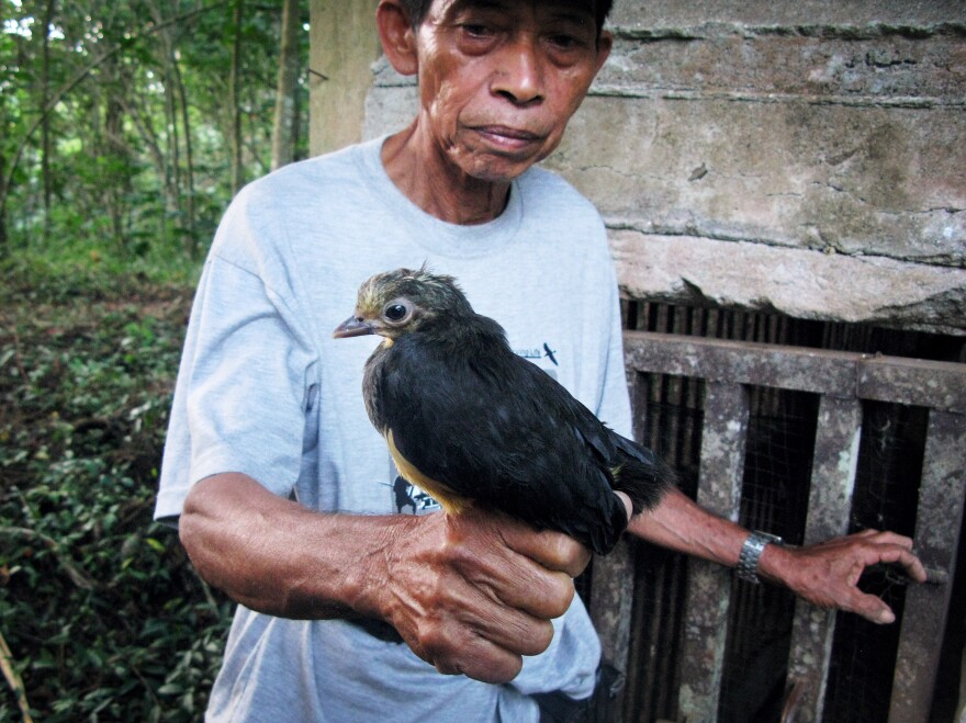 Poacher-turned-conservationist Karamoy Maramis, who works at Bogani Nani Wartabone National Park in Sulawesi, holds a maleo, a bird that exists in nature only on the Indonesian island.