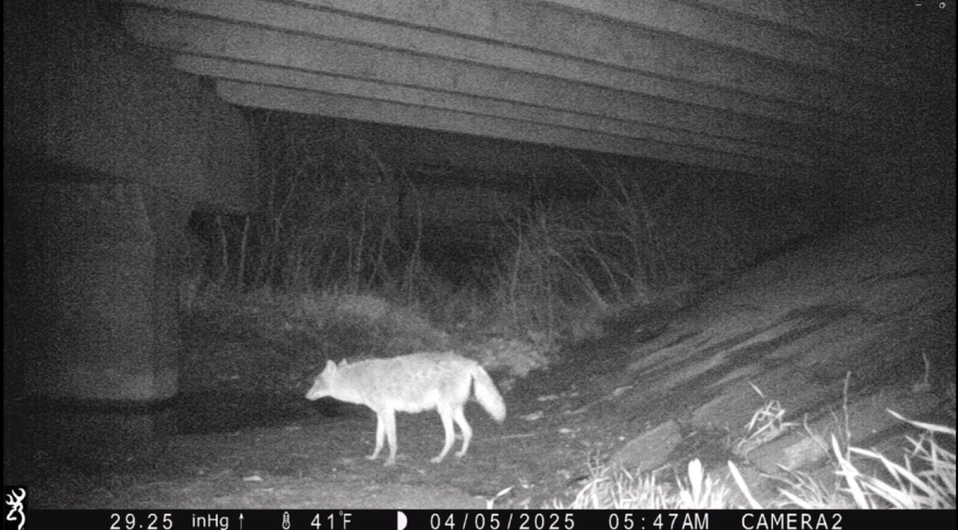 A night vision trail camera captures a coyote standing underneath an overpass.