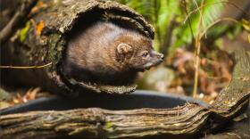 A captive fisher at Northwest Trek Wildlife Park. CREDIT: INGRID BARRENTINE / NORTHWEST TREK WILDLIFE PARK
