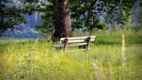 A wooden bench sits beneath a large tree in a grassy meadow dotted with yellow wildflowers, with wooded hills in the background.
