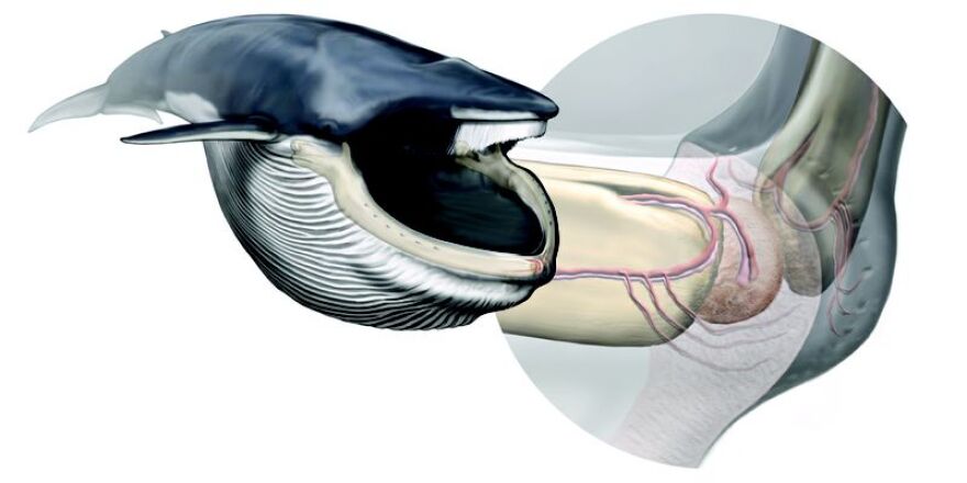 A new sensory organ, highlighted in a fin whale after lunging, coordinates their lunge-feeding strategy. At right, anatomy of the new sensory organ.