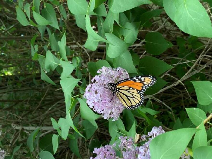 A photo of a Monarch butterfly sitting on a purple flower with greenery all around.