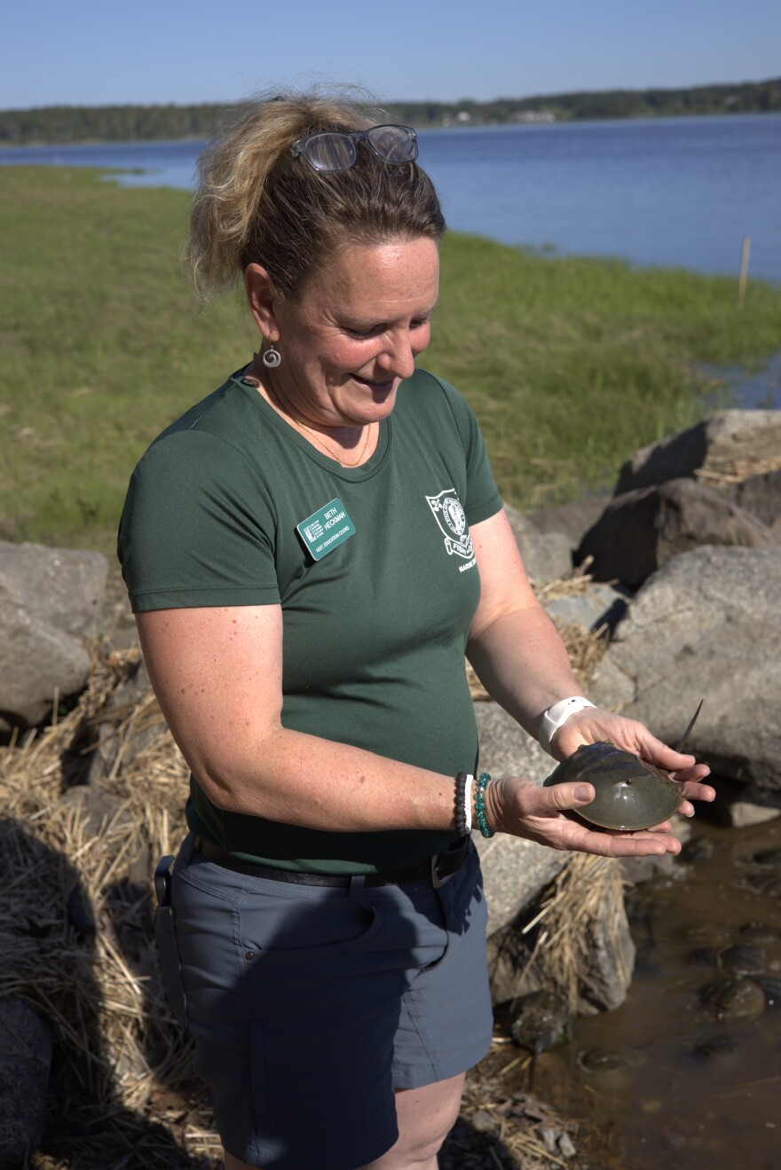 A woman holds a horseshoe crab by Great Bay in Greenland, N.H.