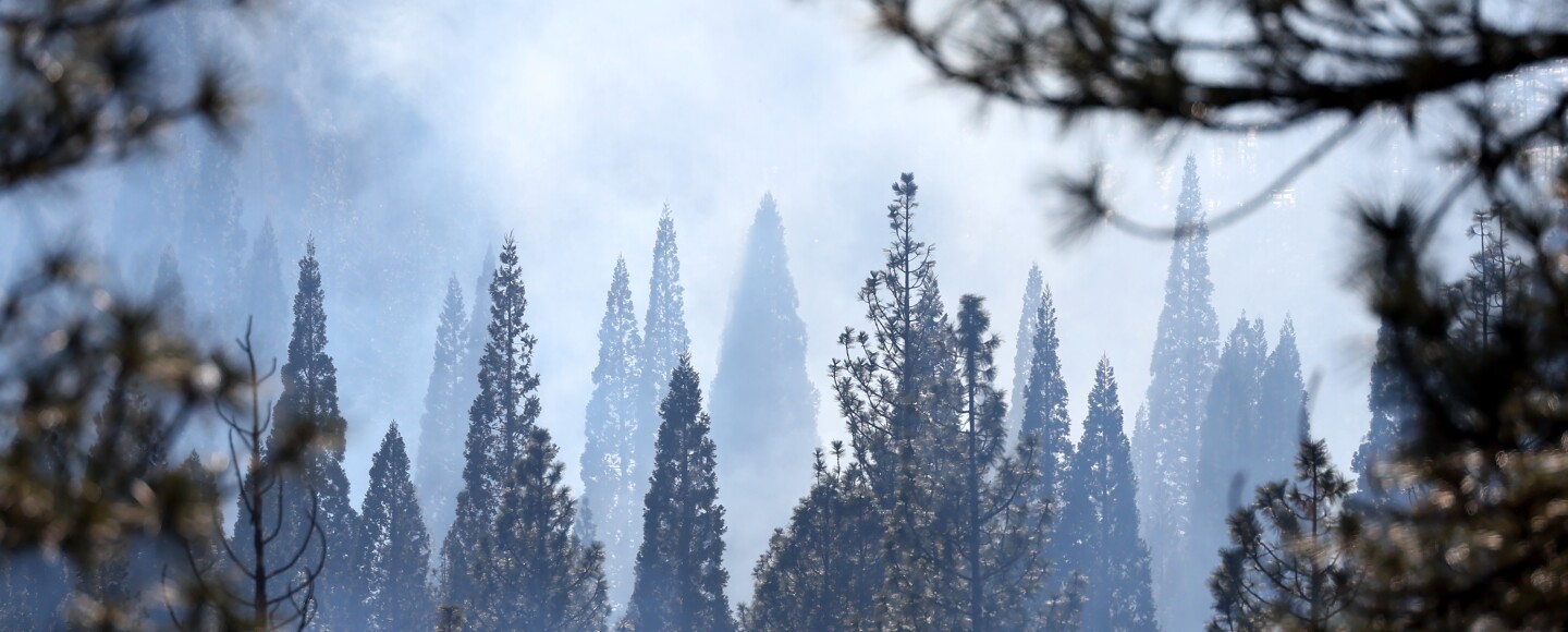 Young giant sequoia trees are seen during a prescribed pile burning on Feb. 19 in Sequoia National Forest. Researchers say 20% of Sierra Nevada conifers are a mismatch with their climate.