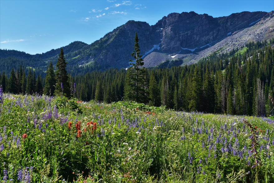 A tall field of wildflowers with pine trees in the background and mountain peaks beyond that.