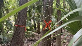 Trees marked for removal in Graham Woods.