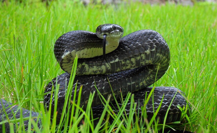 An eastern ratsnake