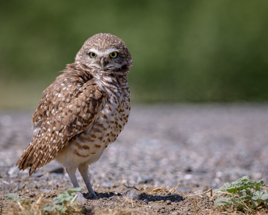 The Cape Coral Friends of Wildlife has spent more than $450,000 buying lots around town to preserve them for burrowing owls and gopher tortoises. The group is asking anyone piling up storm debris along the front of their yards to make sure they are not trapping the Florida burrowing owl, which is listed as State Threatened by the Florida Fish and Wildlife Conservation Commission, underground.