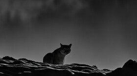 Puma, winter habitat with snow
