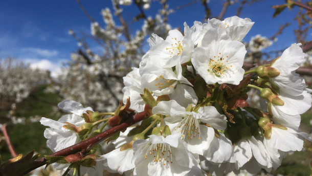 Sweet cherries bloom in a Zillah area orchard on April 13, 2017.