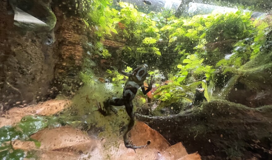 A blue and black (or white and gold?) dart frog, a species known for its vibrant colors and toxic