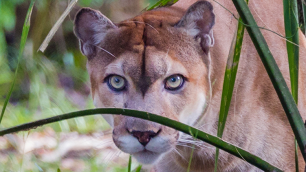 Wildlife advocates have said the changes to the Endangered Species Act will lead to critical impacts on the most vulnerable animals, such as the Florida panther.
