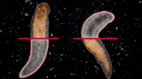 Planarians can regrow their entire body from just a sliver of a body fragment. They can rebuild tissues, muscles and even their brain. (Illustration by Lindsay Robinson)
