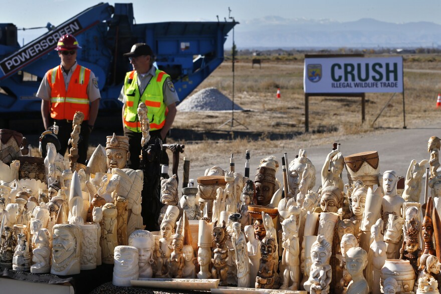 U.S. Fish and Wildlife Service officers watch over confiscated ivory prepared for crushing at the National Wildlife Property Repository, at Rocky Mountain Arsenal National Wildlife Refuge, in Commerce City, Colo., in November 2013. The six tons of banned elephant ivory destroyed was accumulated from 25 years of seizures.