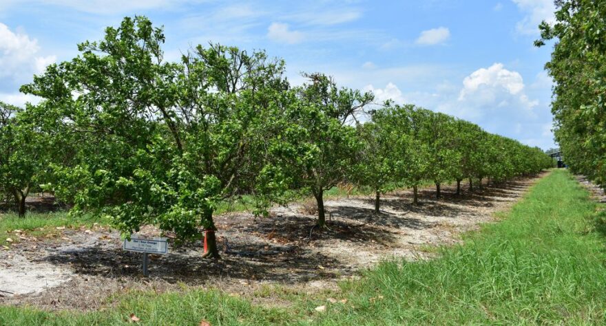 Rows of trees grow in a grove.