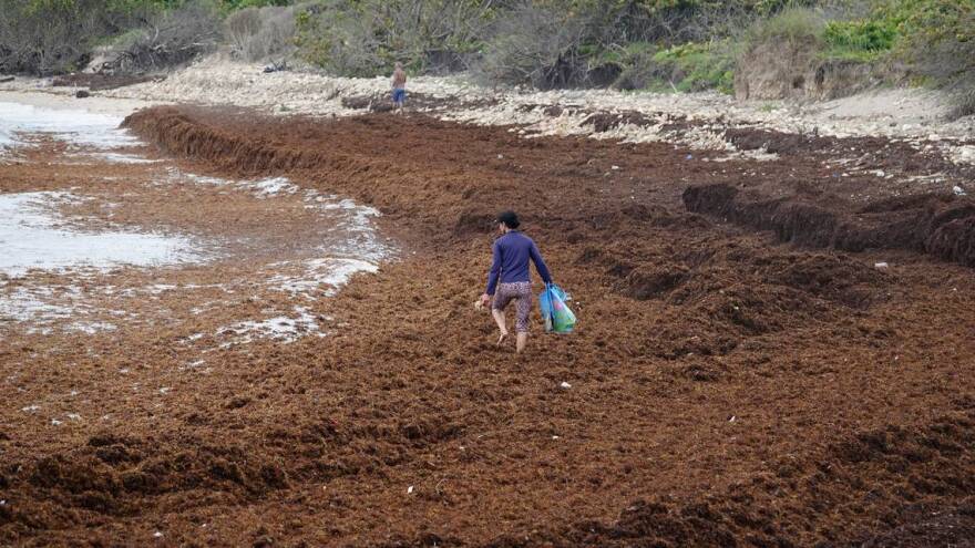 Mounds of the seaweed, sargassum, have developed on beaches in the Caribbean and South Florida, including on this one in Dania Beach.  