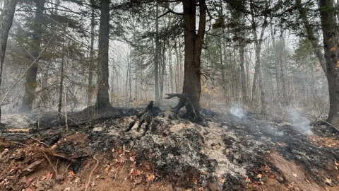 Wildfire damage in Upper Michigan