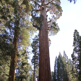 Grant Grove in Kings Canyon National Park