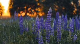 purple lupine flowers in a field at sunset
