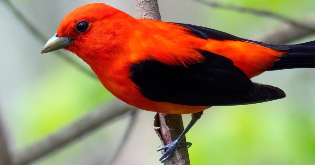 Delaware Ornithological Society's 20th annual Bird-a-Thon kicks off this weekend