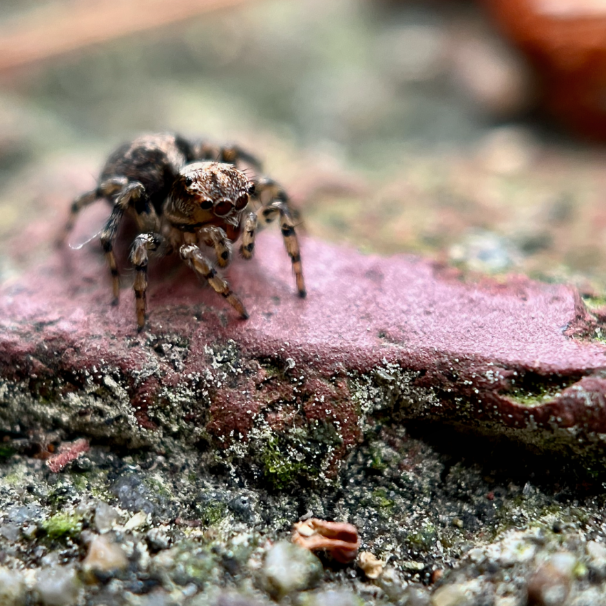 A tiny jumping spider with big eyes stands on a brick patio. It is dwarfed by a single brick.