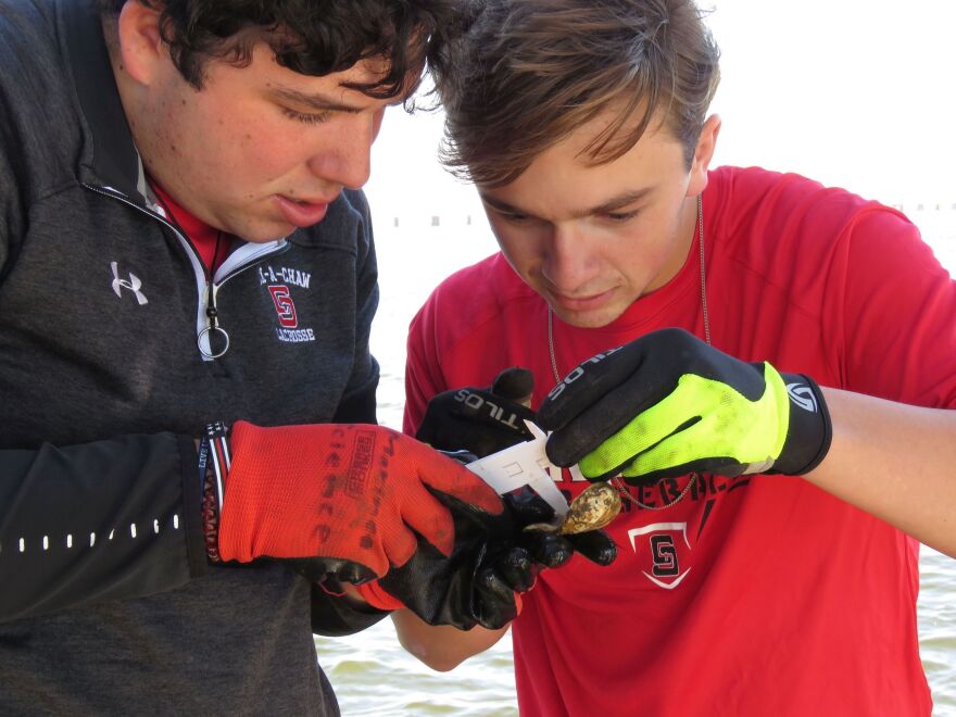 Dayton Hall, left, and Jackson Mountjoy use calipers to measure a baby oyster at the school's oyster garden in Bay St. Louis, Miss. The school is among more than 50 locations in Mississippi and more than 1,000 nationwide where people raise oysters to help build reefs off their states' coasts.