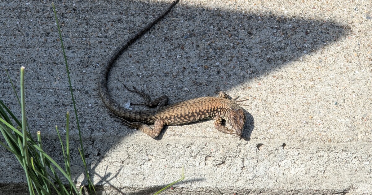 OKI Wanna Know: Where'd all these lizards come from?