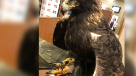 The golden eagle was found in Ellington, Missouri, and is expected to be released at Duck Creek Conservation Area in 2-3 weeks. 