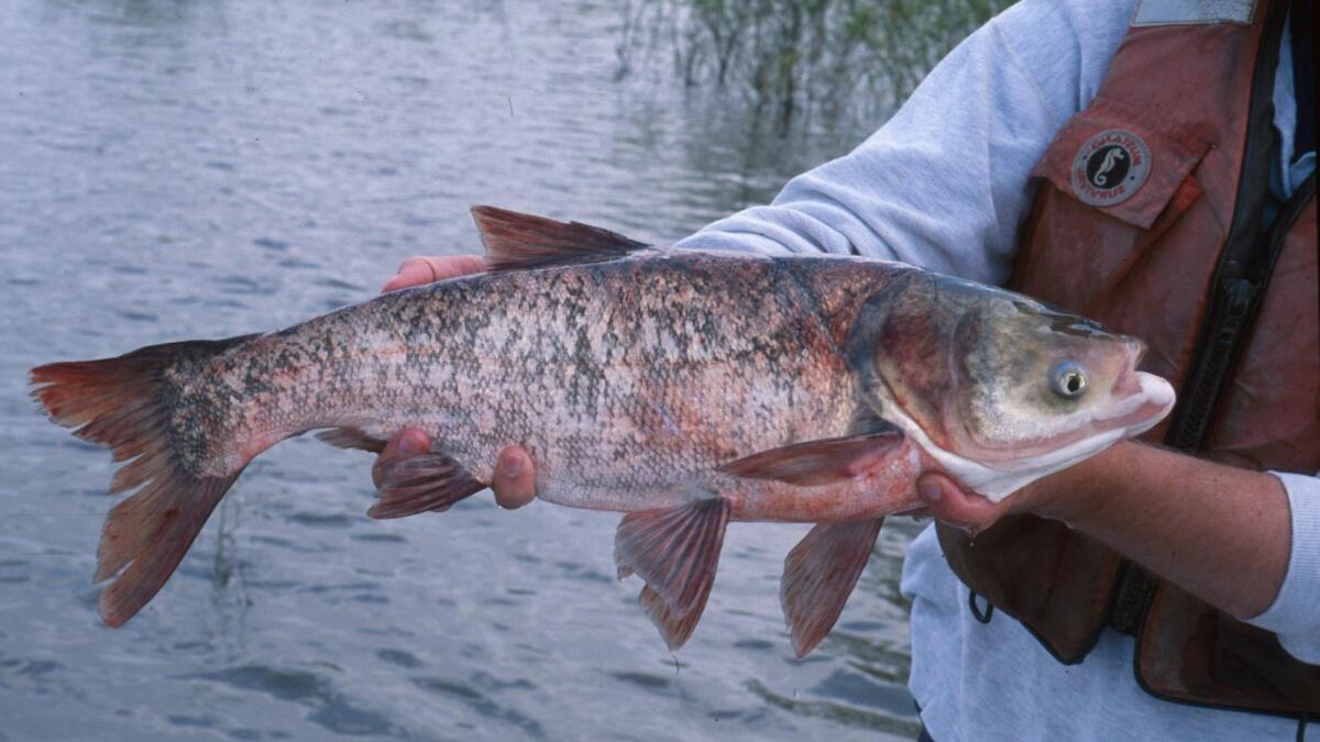 Ohio Joins Effort To Keep Invasive Asian Carp Out Of Great Lakes | WOSU  Public Media, image size:1200x675